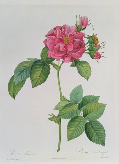 Rosa Turbinata, aus 